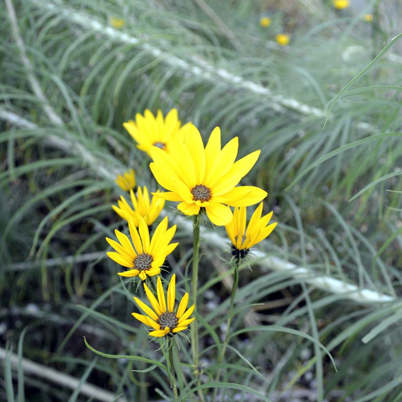Helianthus salicifolius - Weidenblättrige Sonnenblume (Flowering)