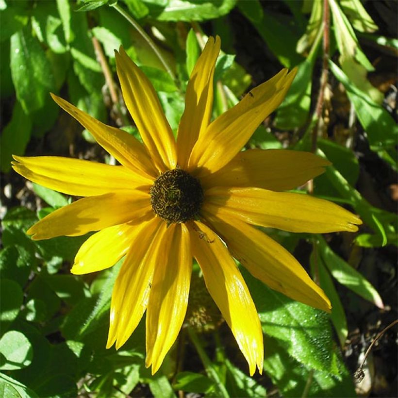 Helianthus salicifolius Table Mountain - Weidenblättrige Sonnenblume (Flowering)