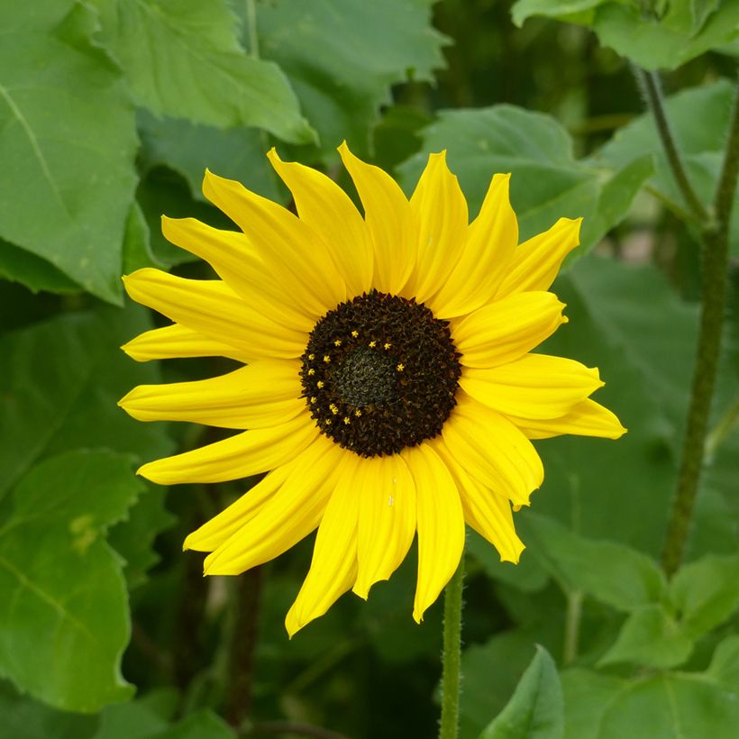 Sonnenblume Stella (Samen) - Helianthus debilis subsp. cucumerifolius (Flowering)