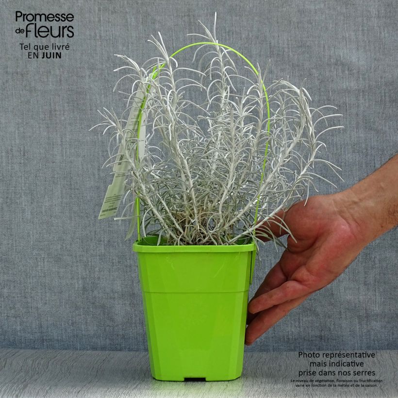Example of Strohblume Korma - Helichrysum italicum Topf mit 2L/3L as you get in ete