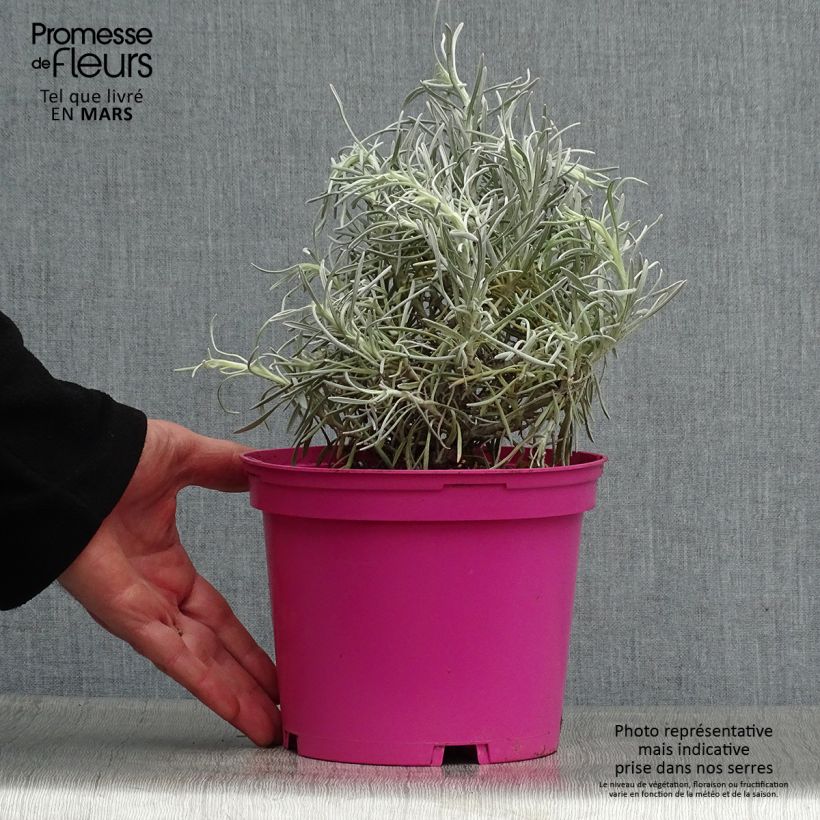 Exemplar von Strohblume Korma - Helichrysum italicum Topf mit 2L/3L wie im Frühjahr geliefert