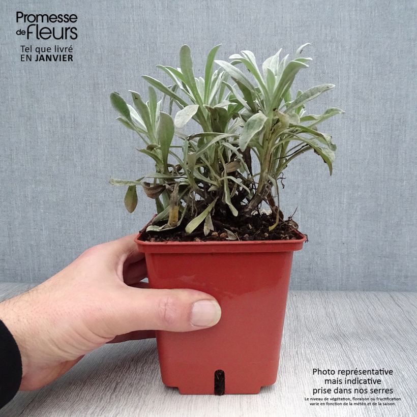 Example of Helichrysum Red Jewel - Strohblume Topf mit 1L/1,5L as you get in hiver