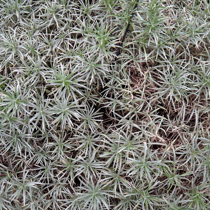 Strohblume Tall Curry - Helichrysum angustifolium (Foliage)