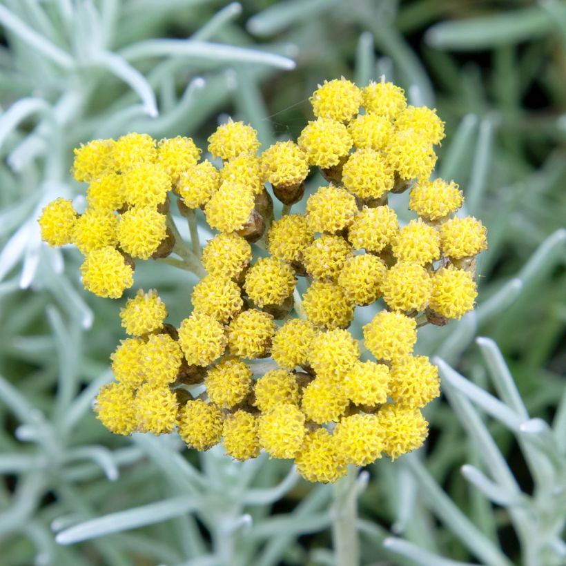 Strohblume Tall Curry - Helichrysum angustifolium (Flowering)