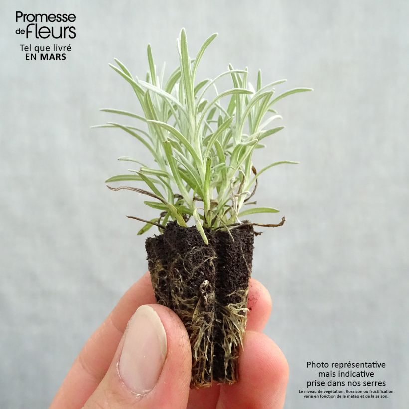 Example of Strohblume Bio Pflanzen - Helichrysum italicum Mini-Plug Ø 3/4 cm as you get in printemps