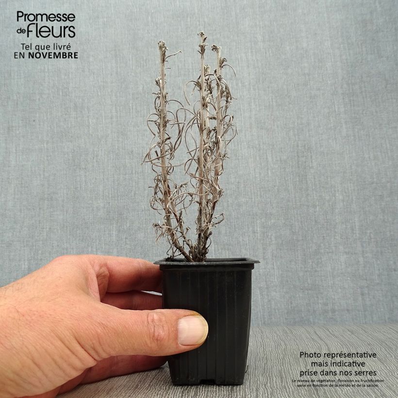 Example of Strohblume - Helichrysum italicum Kleine Töpfe von 7/8 cm as you get in automne