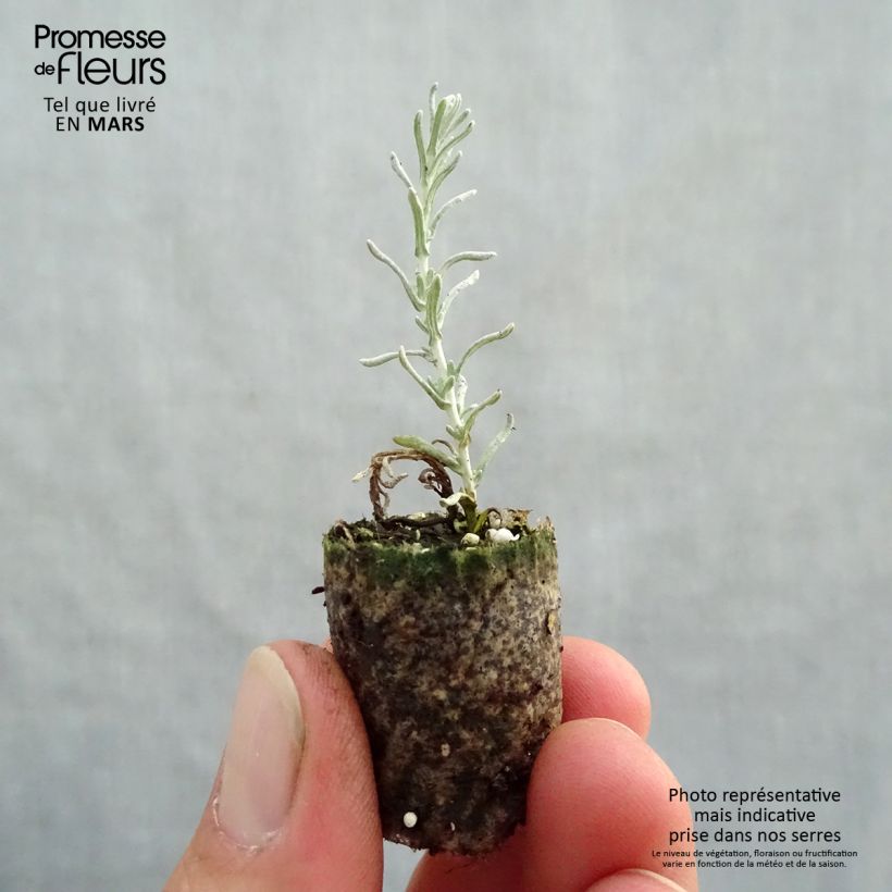 Example of Strohblume Pflanzen - Helichrysum italicum Mini-Plug Ø 1,5/2,5 cm as you get in printemps