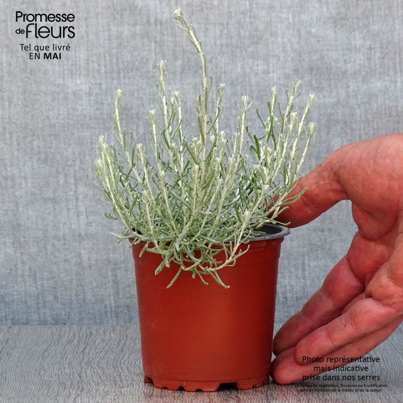 Example of Strohblume Pflanzen - Helichrysum italicum Kleine Töpfe von 8/9 cm as you get in printemps