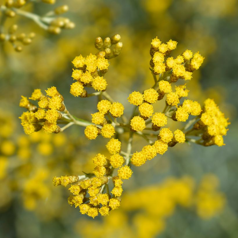 Strohblume Pflanzen - Helichrysum italicum (Flowering)