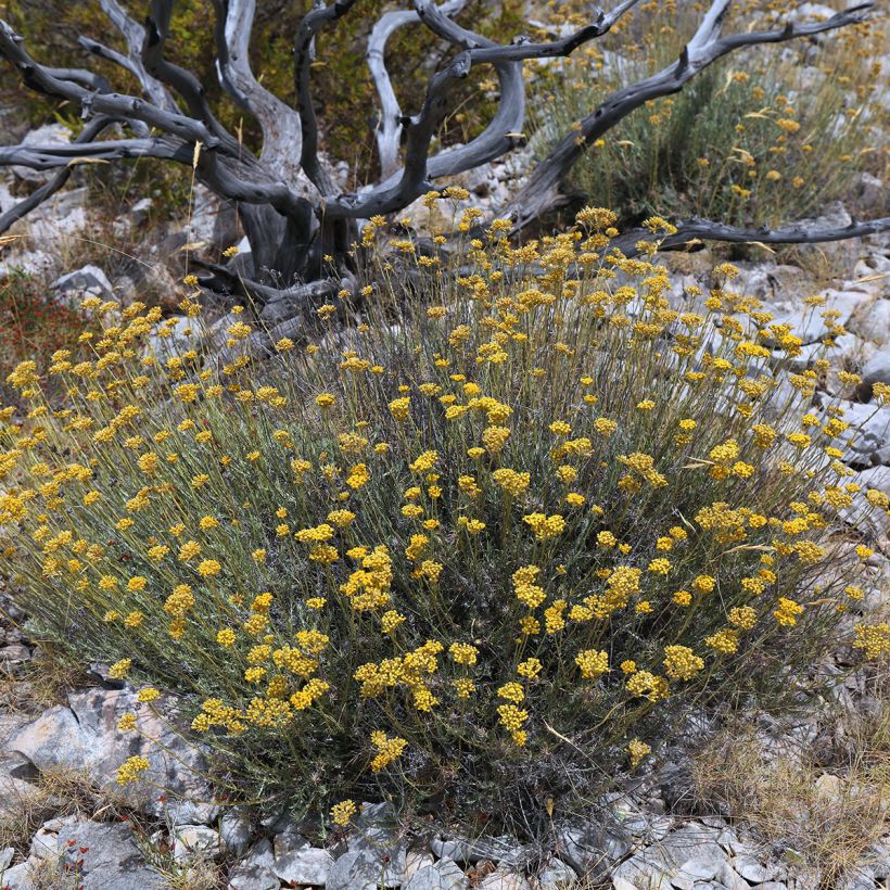 Strohblume Pflanzen - Helichrysum italicum (Plant habit)