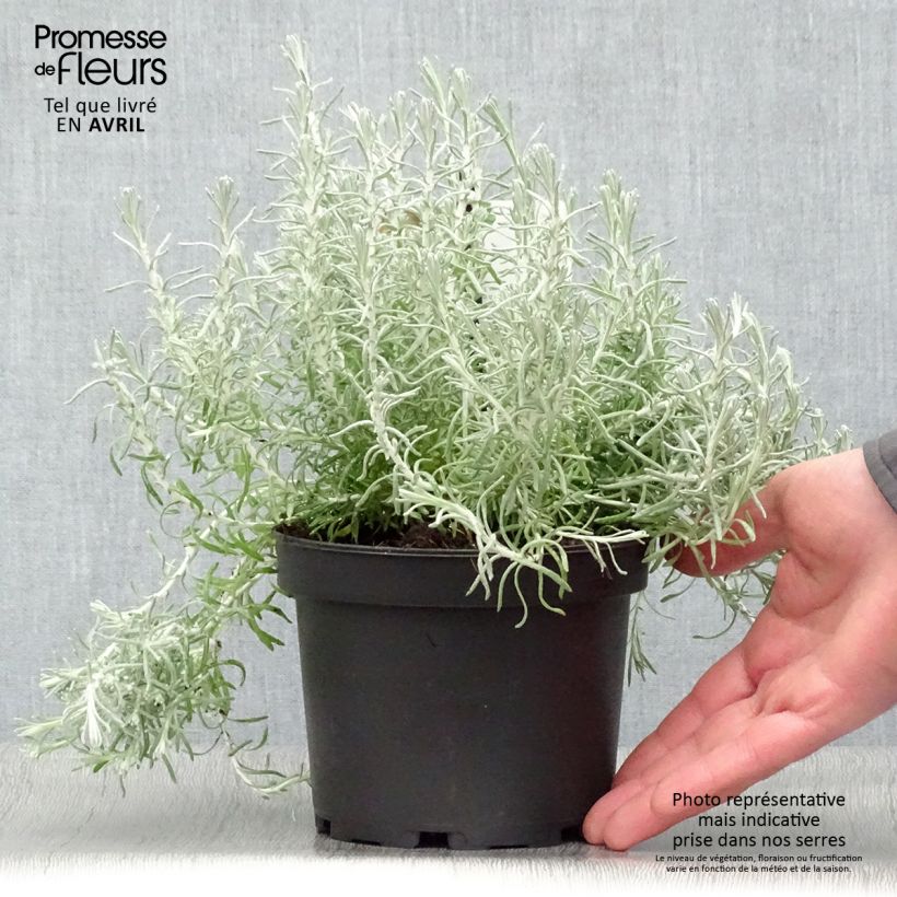 Example of Strohblume - Helichrysum italicum subsp. microphyllum Topf mit 1,5L/2L as you get in printemps
