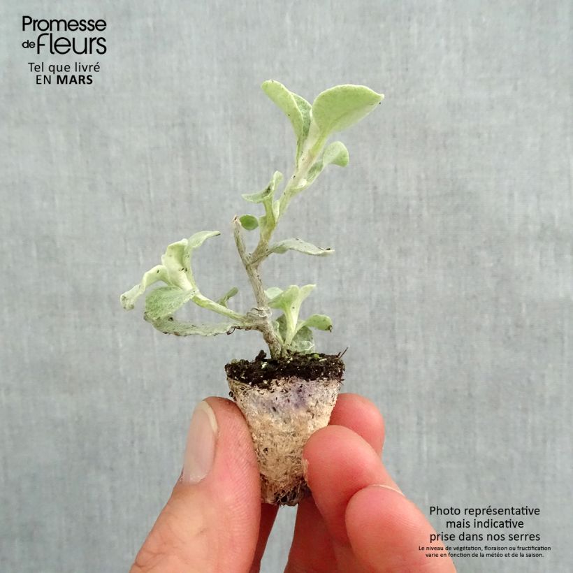 Example of Helichrysum petiolare Silver - Strohblume Mini-Plug Ø 3/4 cm as you get in printemps