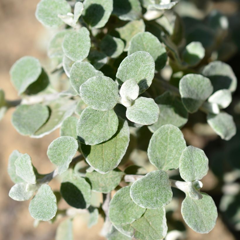 Helichrysum petiolare Silver - Strohblume (Foliage)