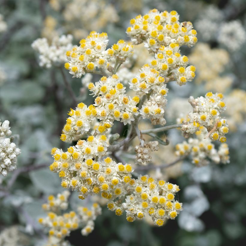 Helichrysum petiolare Silver - Strohblume (Flowering)