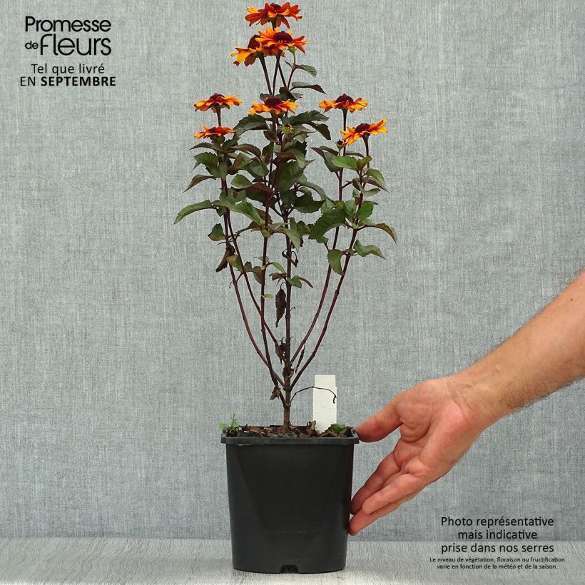 Example of Heliopsis helianthoides Luna Roja - Sonnenauge Topf mit 2L/3L as you get in automne