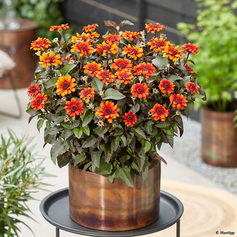 Heliopsis helianthoides Luna Roja - Sonnenauge (Plant habit)