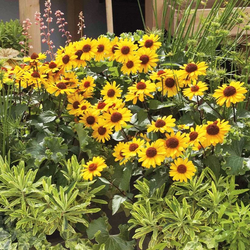 Heliopsis helianthoides var. scabra Punto Rosso - Sonnenauge (Plant habit)