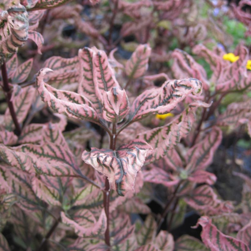 Heliopsis helianthoïdes var. scabra Summer Pink - Sonnenauge (Foliage)