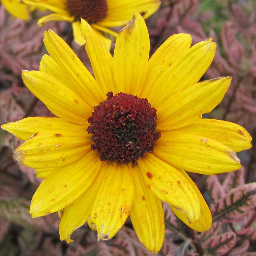 Heliopsis helianthoïdes var. scabra Summer Pink - Sonnenauge (Flowering)