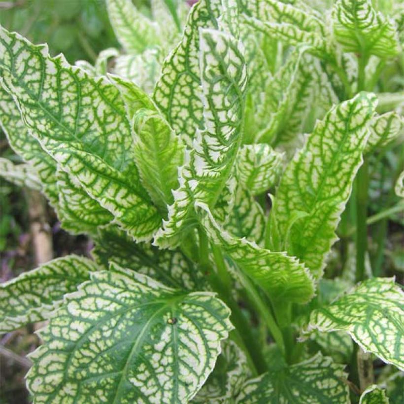 Heliopsis helianthoïdes Loraine Sunshine - Sonnenauge (Foliage)