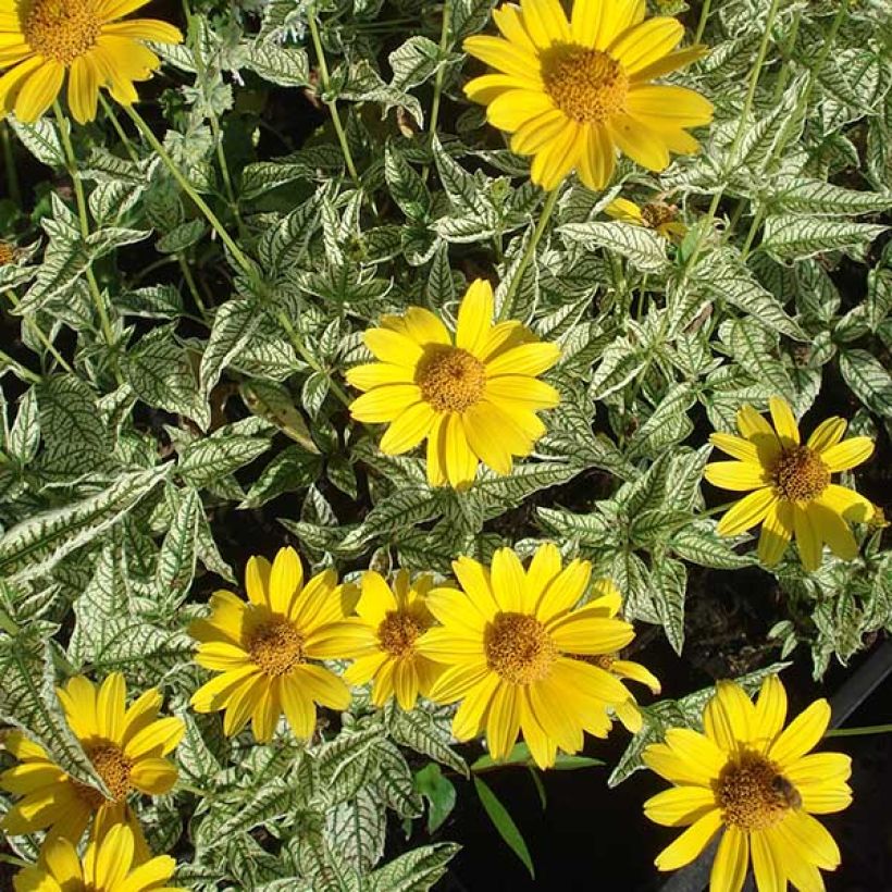 Heliopsis helianthoïdes Loraine Sunshine - Sonnenauge (Flowering)