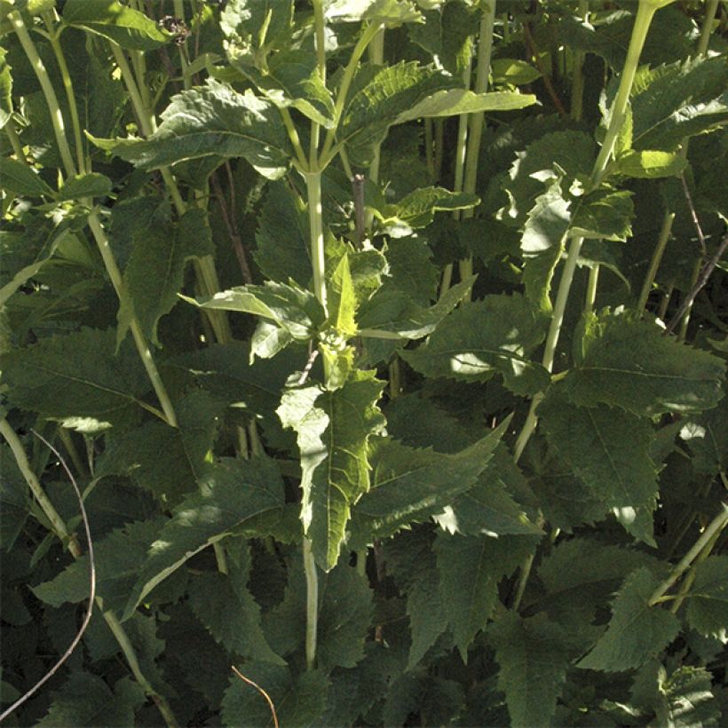 Heliopsis helianthoides var. scabra Summer Sun - Sonnenauge (Foliage)