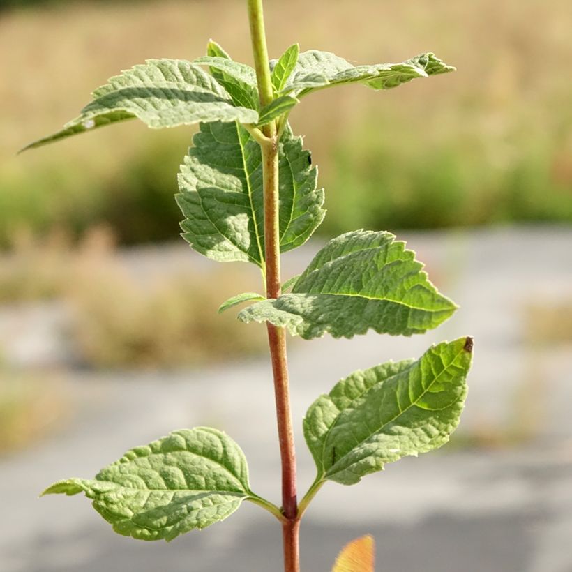 Heliopsis helianthoides Asahi - Sonnenauge (Foliage)