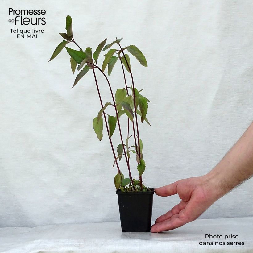 Exemplar von Heliopsis helianthoides var. scabra Burning Hearts - Sonnenauge Kleine Töpfe von 8/9 cm wie im Frühjahr geliefert