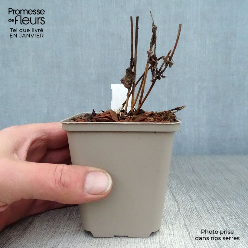 Exemplar von Heliopsis helianthoides var. scabra Burning Hearts - Sonnenauge Kleine Töpfe von 8/9 cm wie im Winter geliefert