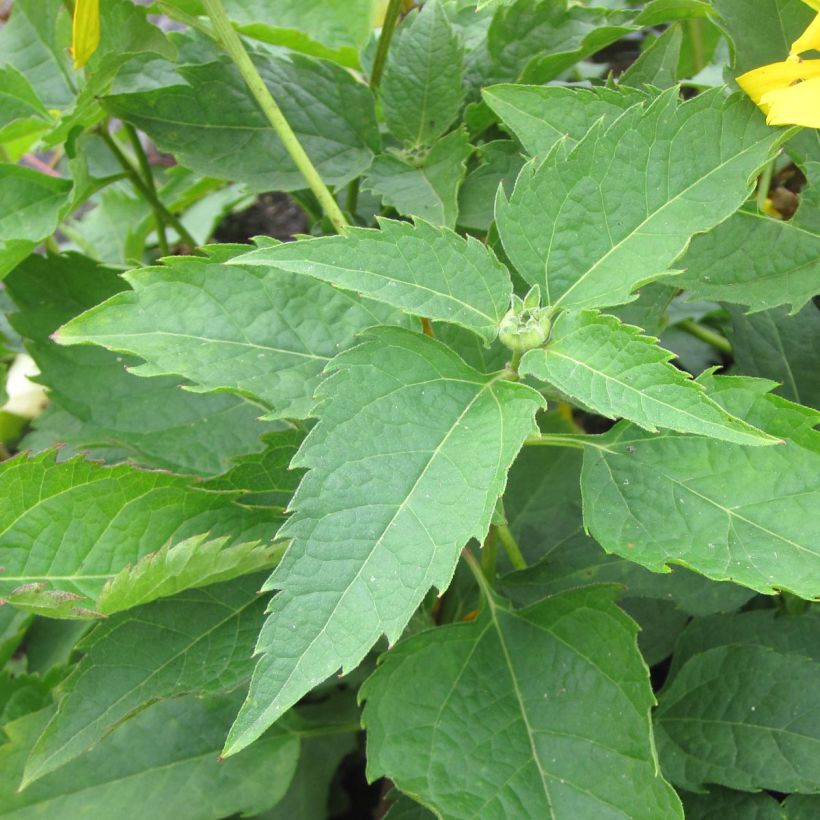 Heliopsis helianthoides Mars - Sonnenauge (Foliage)