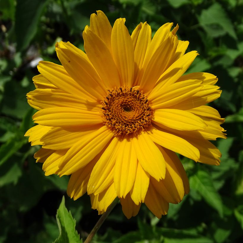 Heliopsis helianthoides Mars - Sonnenauge (Flowering)