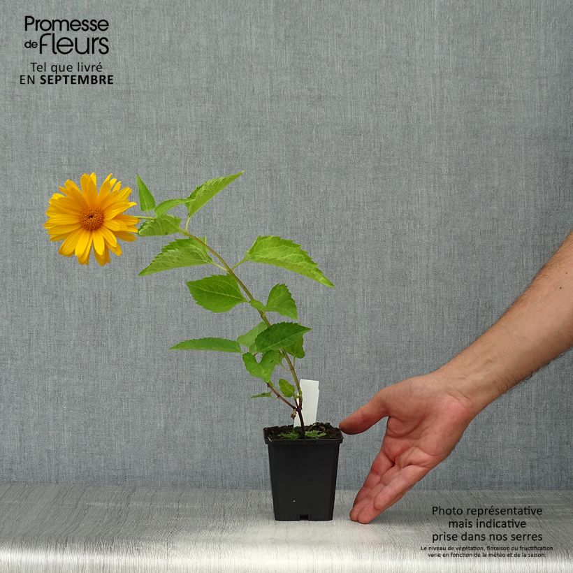 Example of Heliopsis helianthoides Mars - Sonnenauge Kleine Töpfe von 8/9 cm as you get in automne