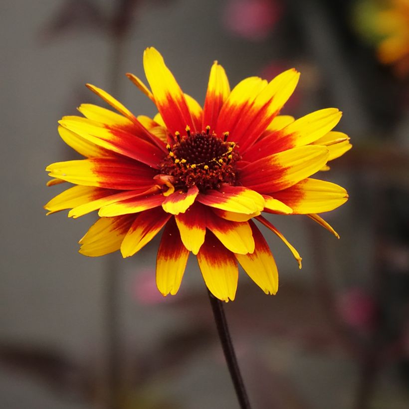 Heliopsis helianthoides Sparkling Contrast - Sonnenauge (Flowering)