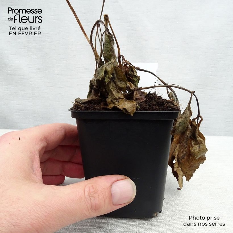 Exemplar von Heliopsis helianthoides var. scabra Summer Sun - Sonnenauge Kleine Töpfe von 7/8 cm wie im Winter geliefert