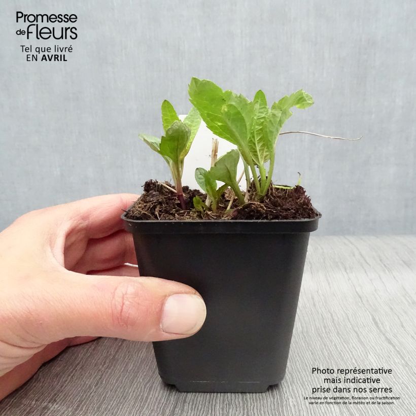 Exemplar von Heliopsis helianthoides var. scabra Summer Sun - Sonnenauge Kleine Töpfe von 7/8 cm wie im Frühjahr geliefert