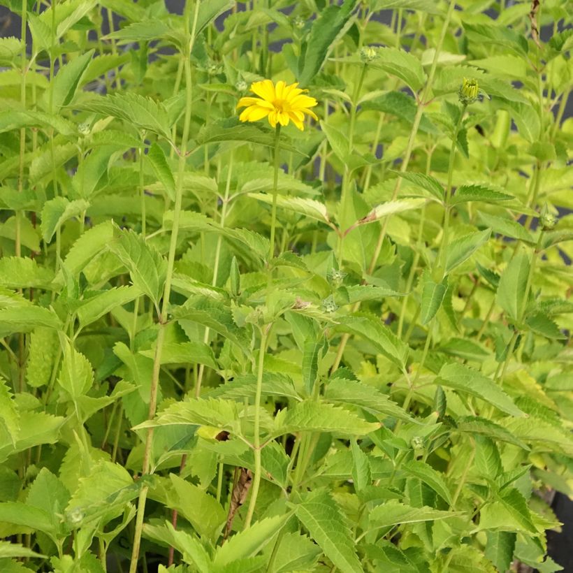 Heliopsis helianthoides var. scabra Summer Sun - Sonnenauge (Plant habit)