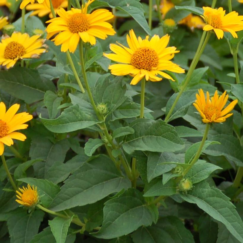 Heliopsis helianthoides Tuscan Sun - Sonnenauge (Foliage)