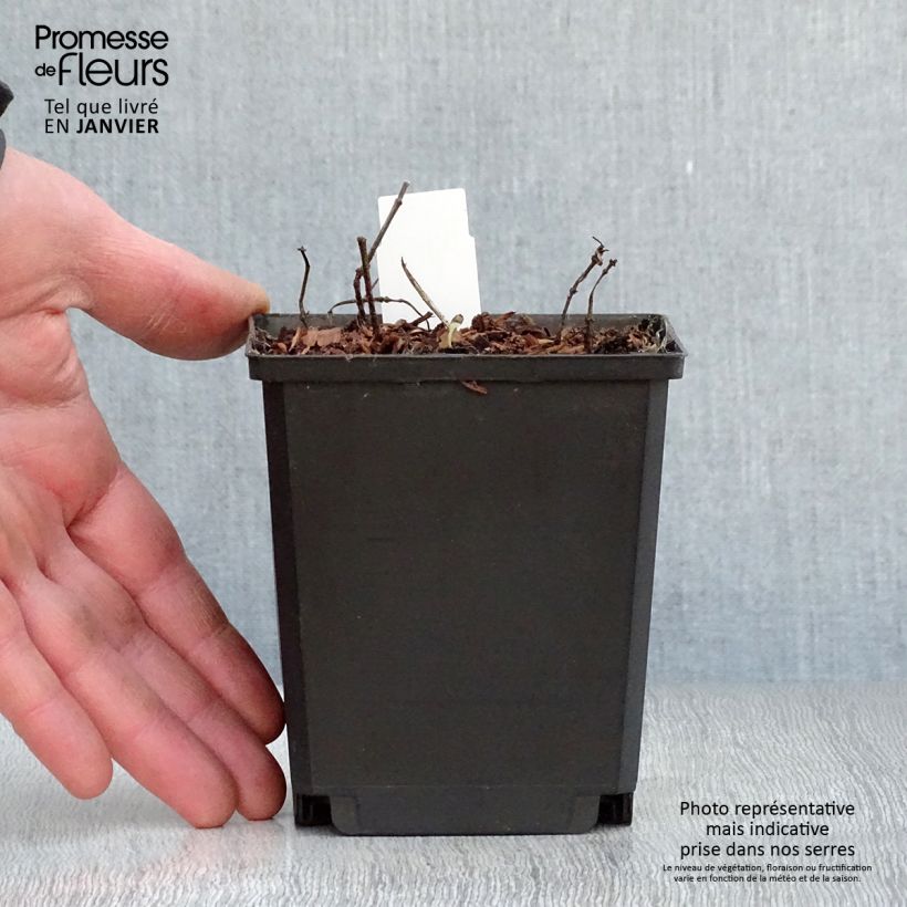 Exemplar von Heliopsis helianthoides Tuscan Sun - Sonnenauge Topf 10 cm/11cm wie im Winter geliefert