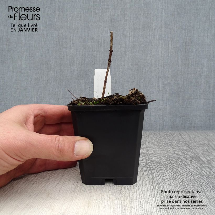 Exemplar von Heliopsis helianthoides var. scabra Venus - Sonnenauge Kleine Töpfe von 8/9 cm wie im Winter geliefert