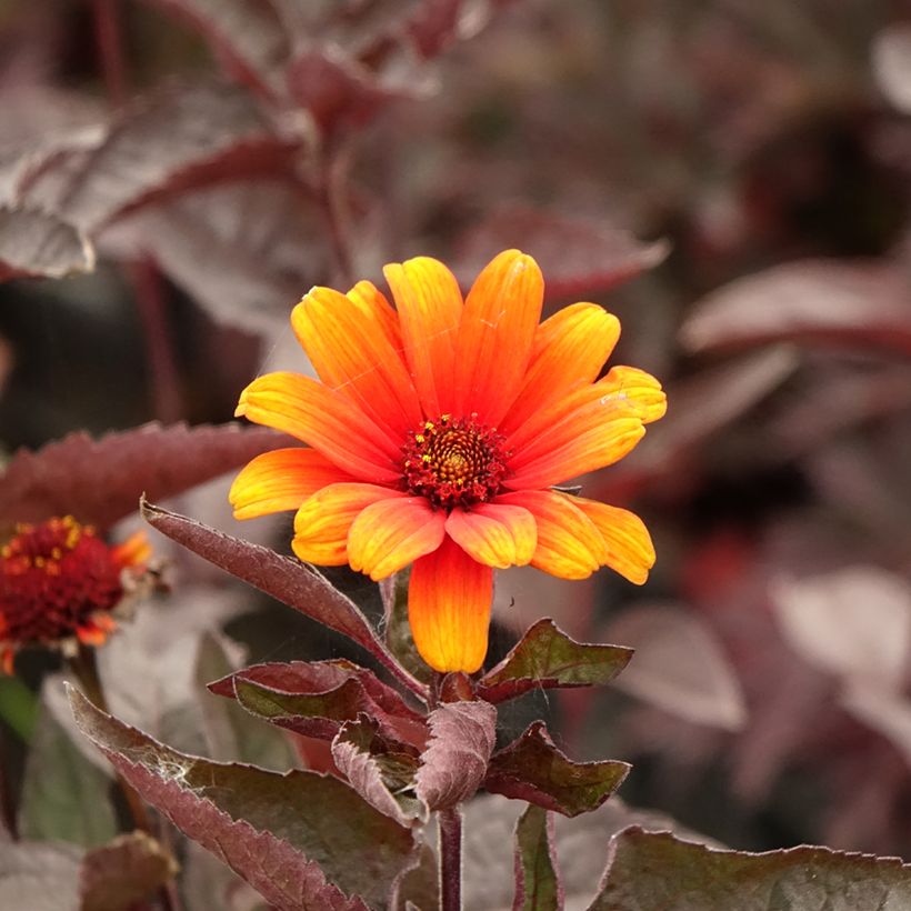 Heliopsis helianthoïdes var. scabra Fire Twister - Sonnenauge (Flowering)