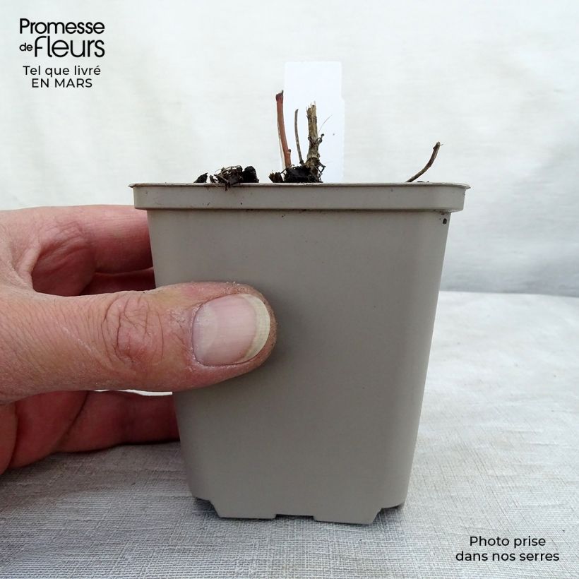 Exemplar von Heliopsis helianthoïdes var. scabra - Sonnenauge Kleine Töpfe von 8/9 cm wie im Winter geliefert