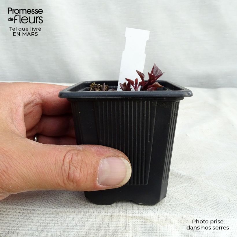 Exemplar von Heliopsis helianthoïdes var. scabra Summer Nights - Sonnenauge Kleine Töpfe von 8/9 cm wie im Frühjahr geliefert