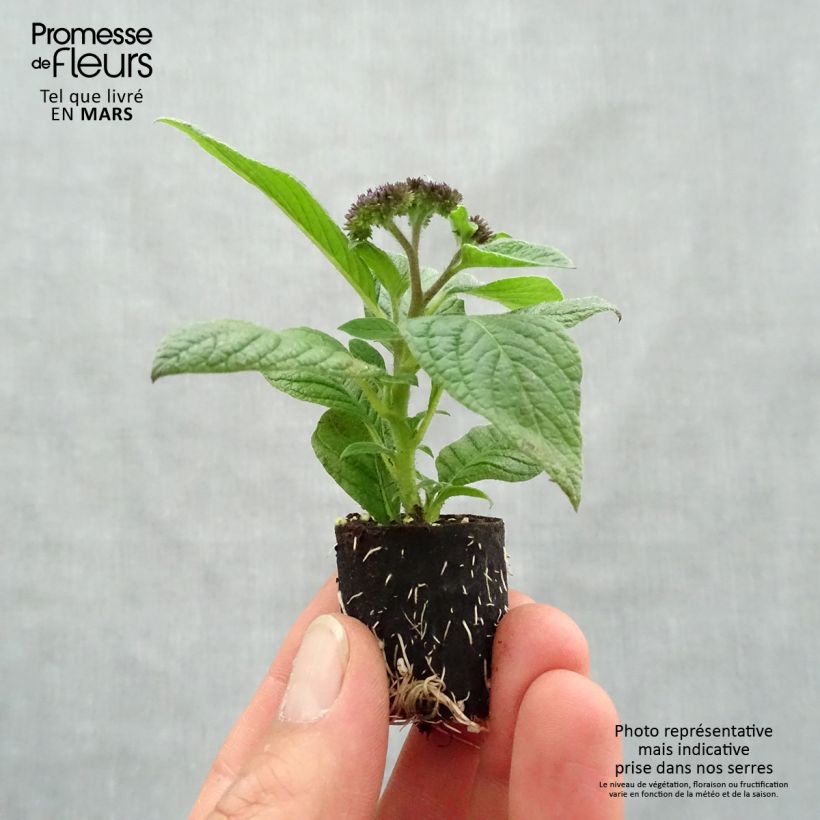 Example of Heliotropium arborescens Marine - Vanilleblume Mini-Plug Ø 3/4 cm as you get in printemps