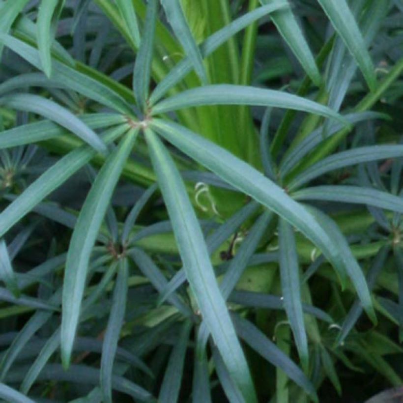 Helleborus foetidus (Foliage)
