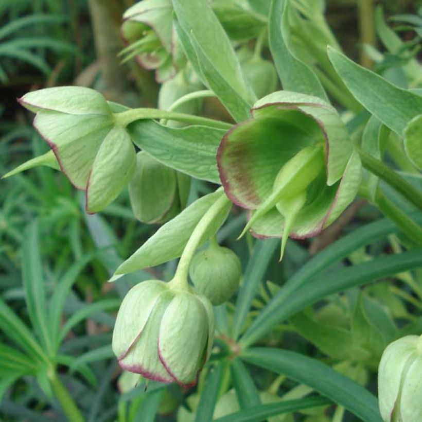 Helleborus foetidus (Flowering)