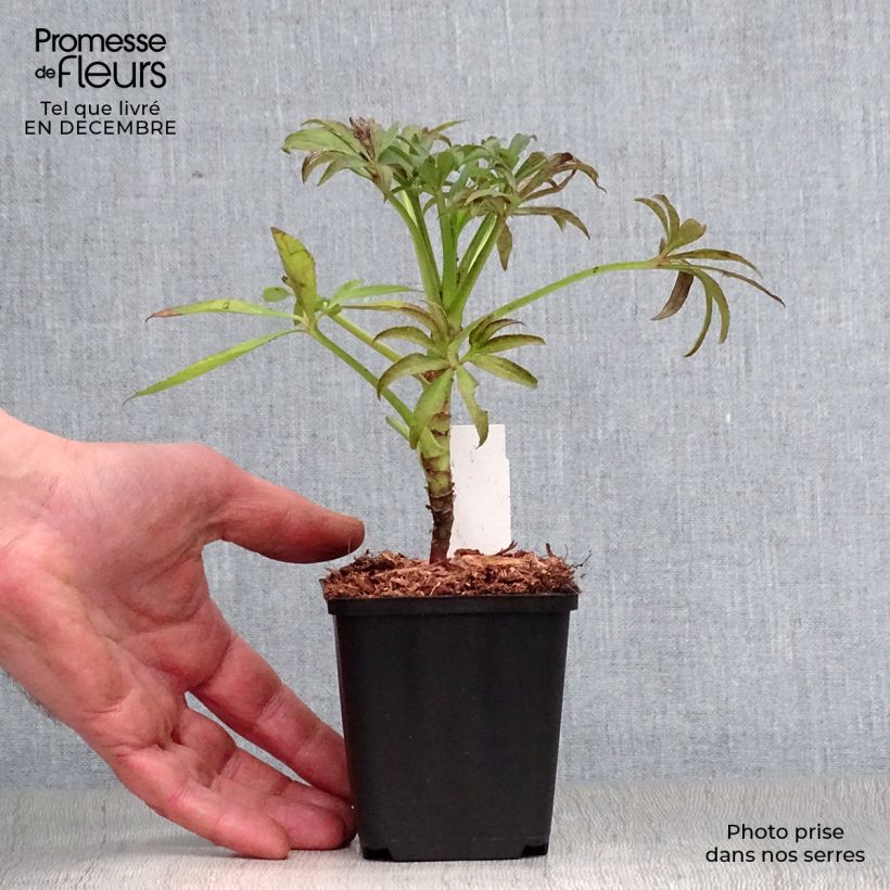 Exemplar von Helleborus foetidus Kleine Töpfe von 8/9 cm wie im Winter geliefert