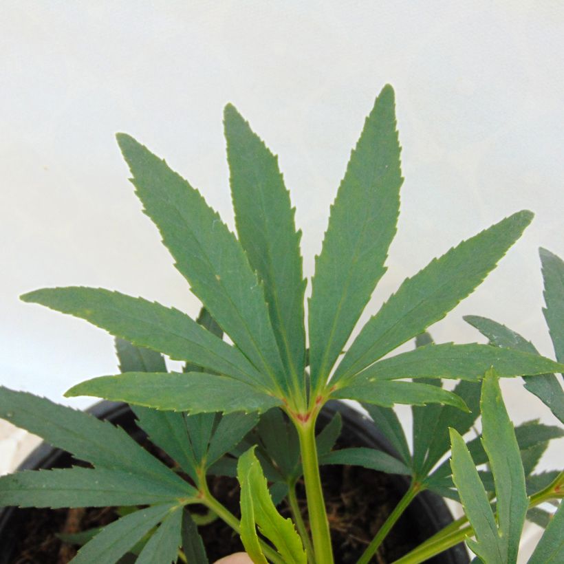 Helleborus foetidus Sopron - Stinkende Nieswurz (Foliage)