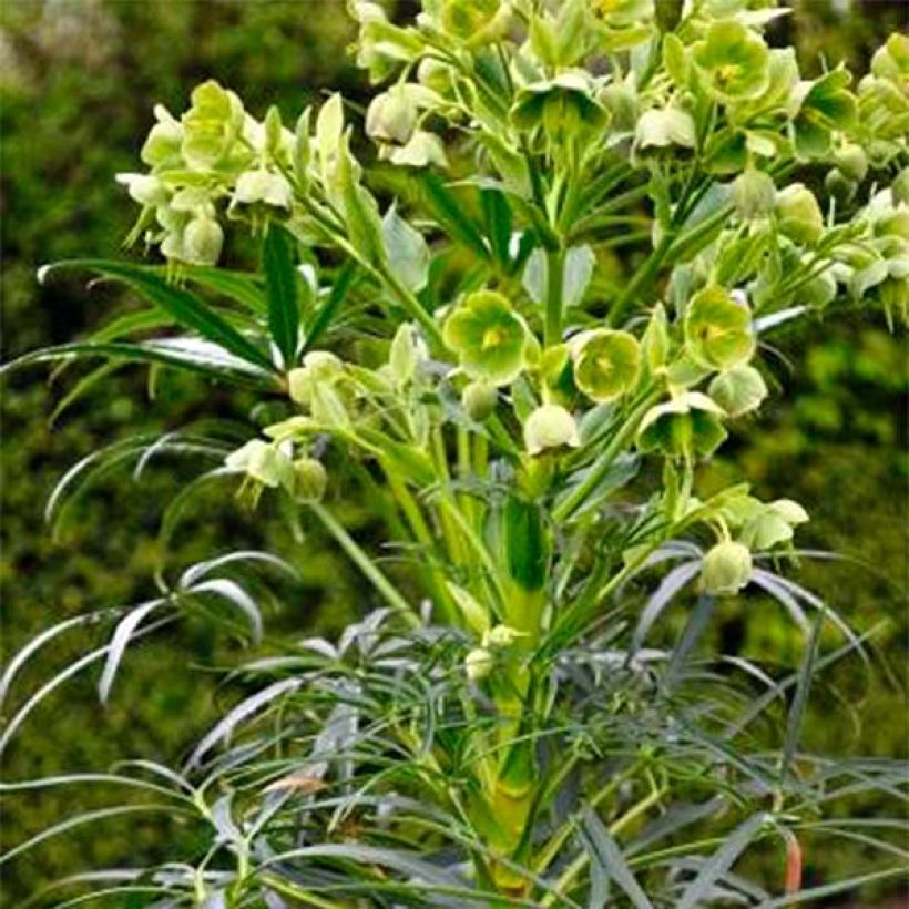 Helleborus foetidus Sopron - Stinkende Nieswurz (Plant habit)