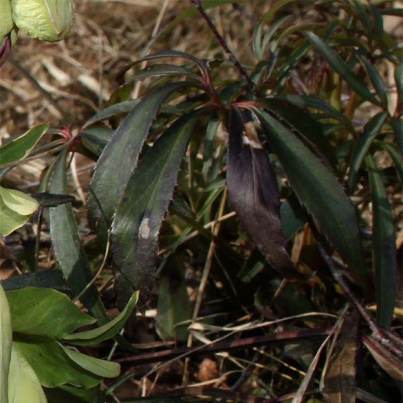 Helleborus foetidus Wester Flisk Group - Stinkende Nieswurz (Foliage)