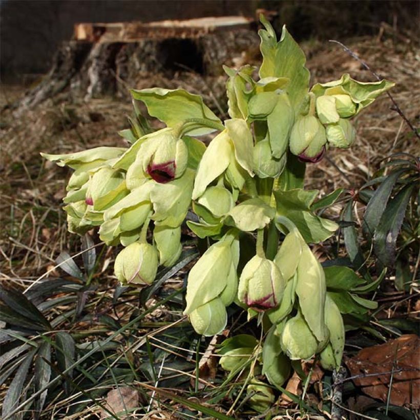 Helleborus foetidus Wester Flisk Group - Stinkende Nieswurz (Flowering)